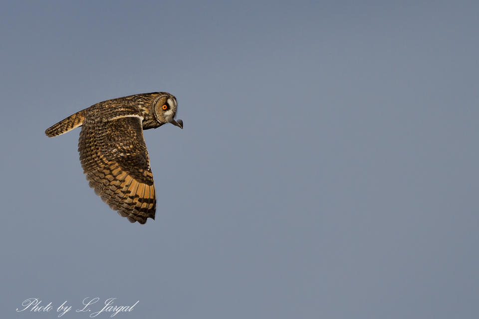 The long-eared owl (Asio otus, previously Strix otus) 